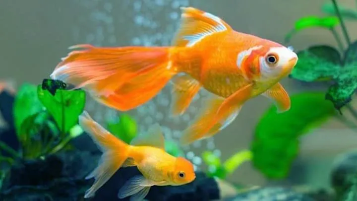 Thông tin về giấc mơ thấy bắt được nhiều cá