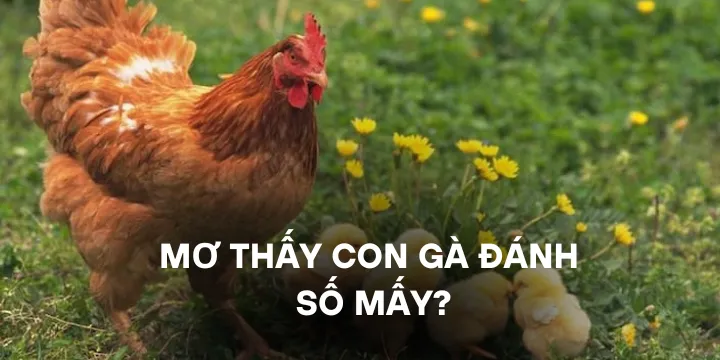 Mơ thấy con gà đánh số mấy - Giải mã chính xác nhất