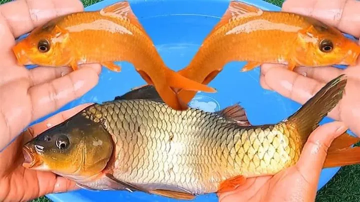 Thông tin về giấc mơ thấy bắt được nhiều cá