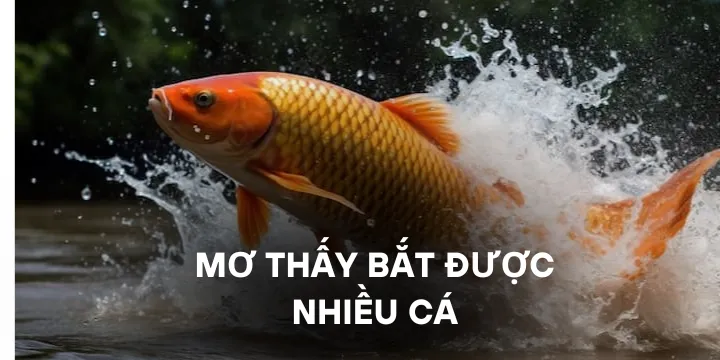 Mơ thấy bắt được nhiều cá và điềm báo liên quan đến tài lộc