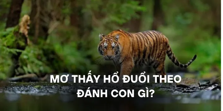 Mơ thấy hổ đuổi theo đánh con gì theo từng tình huống?