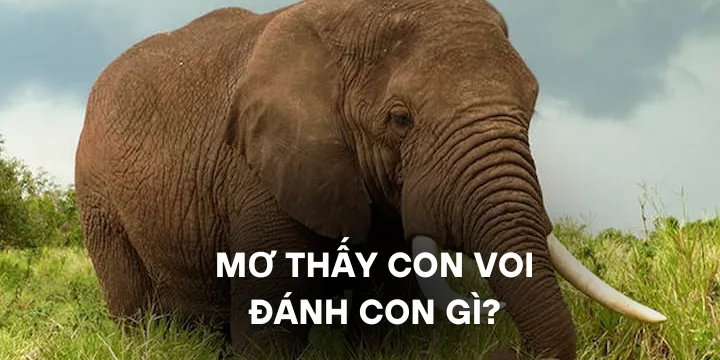 Mơ thấy con voi đánh con gì chuẩn xác nhất hiện nay?