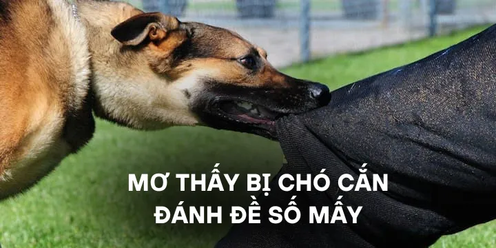 Mơ thấy bị chó cắn đánh đề số mấy chuẩn nhất năm 2025
