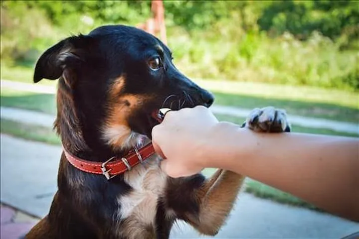 Giải mã giấc mơ chó cắn khi đang nô đùa cùng chúng