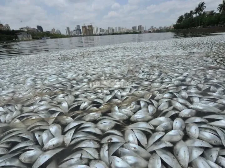 Thông tin về giấc mơ thấy bắt được nhiều cá