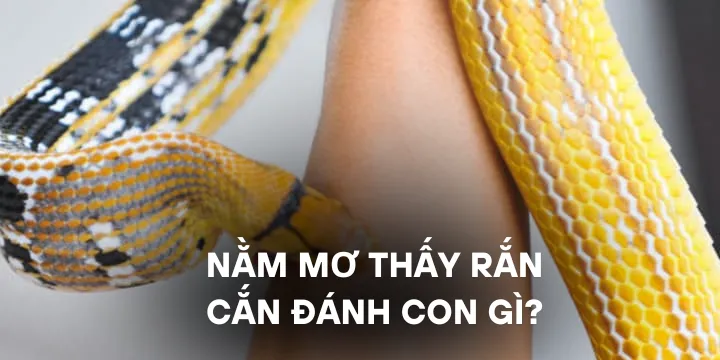 Nằm mơ thấy rắn cắn đánh con gì chuẩn theo từng trường hợp?