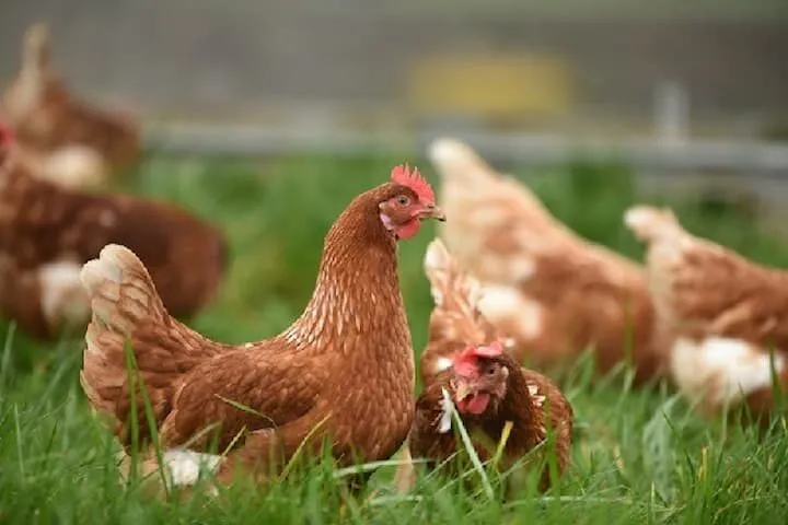 Mơ thấy con gà đánh số mấy - Giải mã chính xác nhất