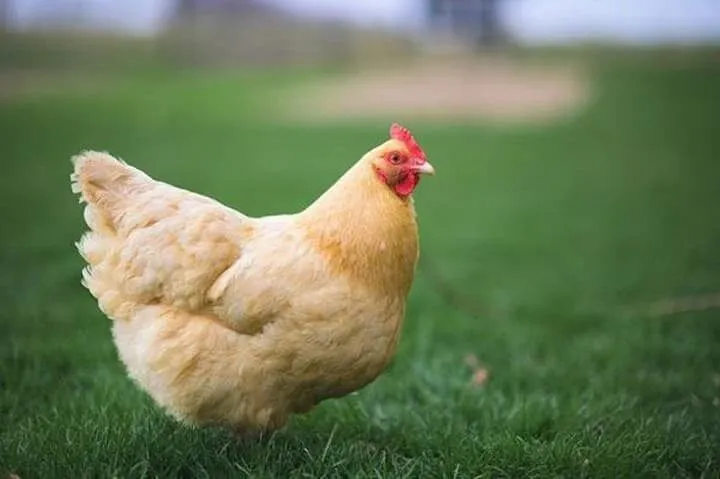 Mơ thấy con gà đánh số mấy - Giải mã chính xác nhất
