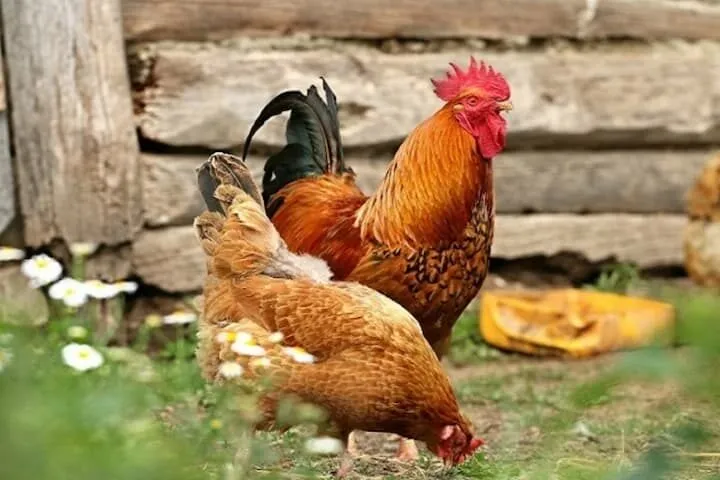 Mơ thấy con gà đánh số mấy - Giải mã chính xác nhất